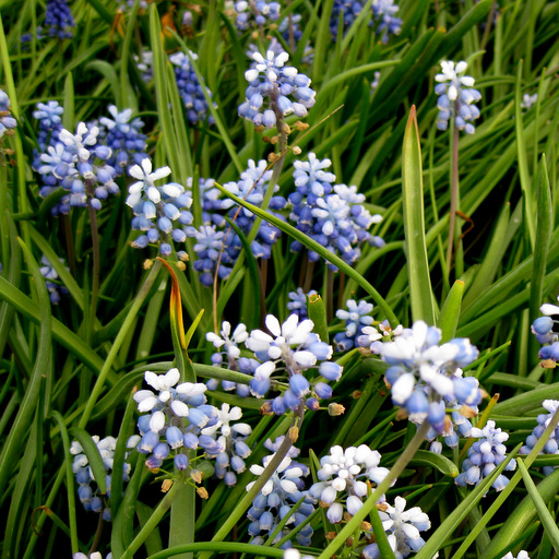 Muscari botryoides syn heldreichii - Click Image to Close